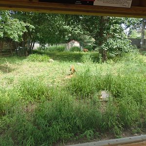 Maned Wolf Exhibit