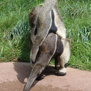 Anteater & Pup Drinking