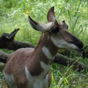 Pronghorn