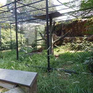 Amur Leopard Exhibit