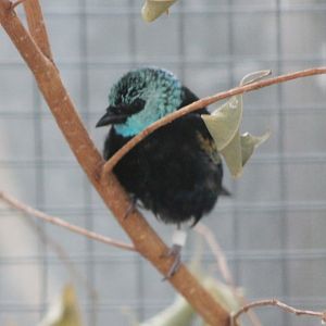 Blue-necked Tanager