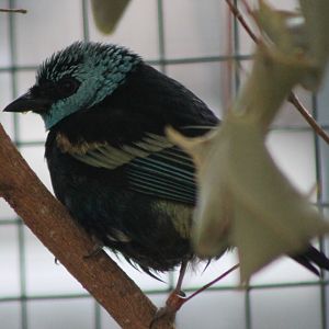 Blue-necked tanager