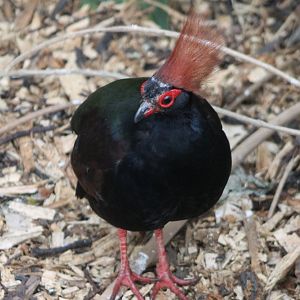 Crested wood-partridge