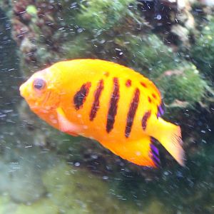 Flame angelfish - Centropyge loriculus