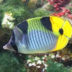 Black-wedge butterflyfish - Chaetodon falcula