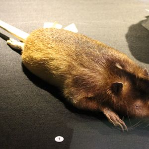 Hispaniolan solenodon