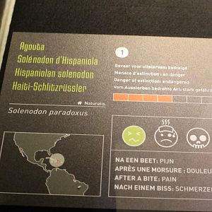 Information-sign Hispaniolan solenodon