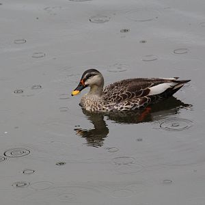 Indian Spot-Billed Duck?