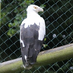 Palm Nut Vulture