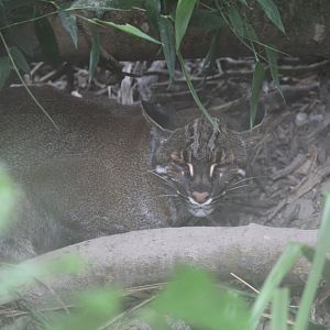 Tibetan Golden Cat