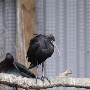 Glossy Ibis
