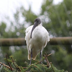Oriental White Ibis