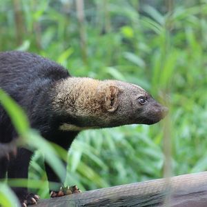 Guianan Tayra