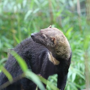 Guianan Tayra