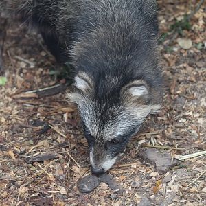 Raccoon Dog