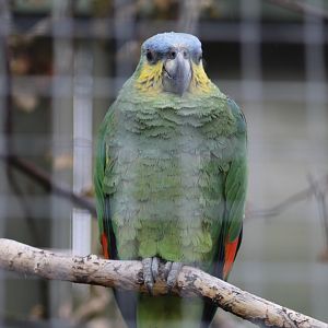 Orange-Winged Amazon