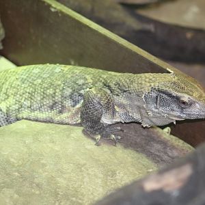 Savannah Monitor
