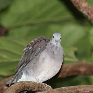 Malagasy Turtle-Dove