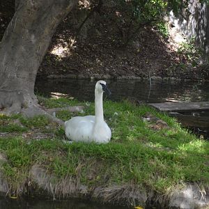 Trumpeter Swan