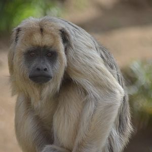 Black Howler Monkey