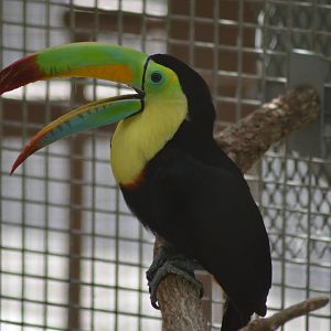 Keel-billed Toucan