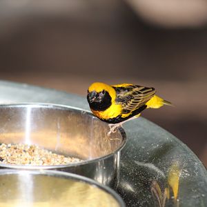 Yellow-Crowned Bishop