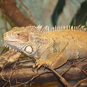 Green Iguana