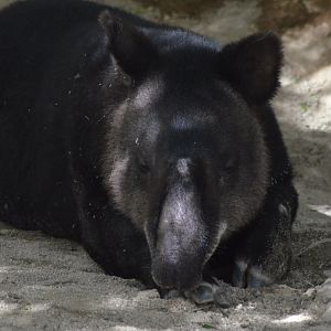 Mountain Tapir