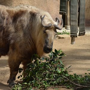 Sichuan Takin