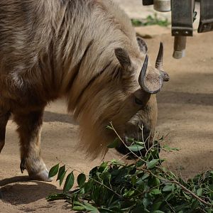 Sichuan Takin