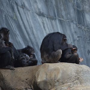 Chimpanzees