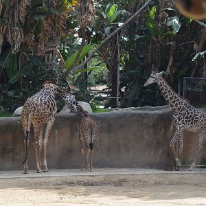 Masai Giraffes