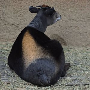 Yellow-backed Duiker