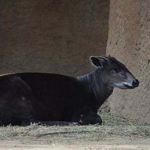 Yellow-backed Duiker