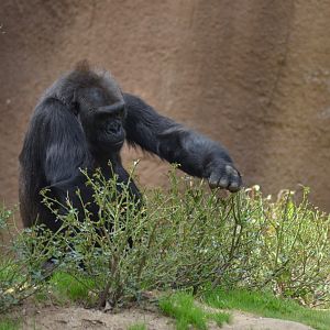 Western Lowland Gorilla