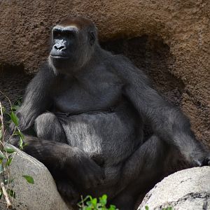 Western Lowland Gorilla