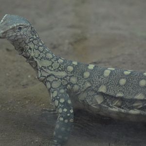 Perentie