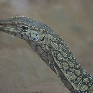 Perentie