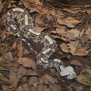 Gaboon Viper