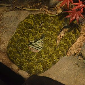 Mangshan Pitviper