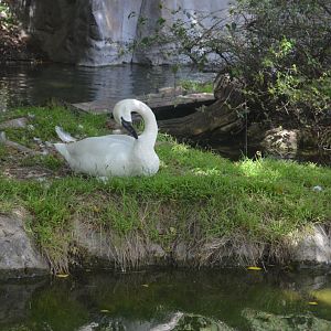 Trumpeter Swan