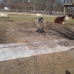 Alpaca with Jersey cow and sheep.