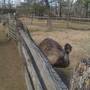 Emu