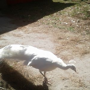 White peacock