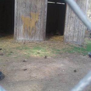 Horrible white tailed deer with wild turkey exhibits