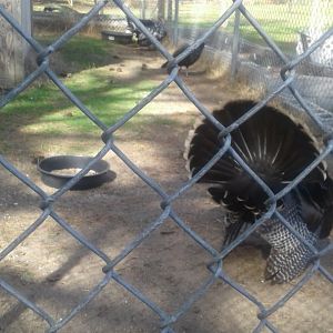 Horrible wild turkey with white tailed deer exhibit