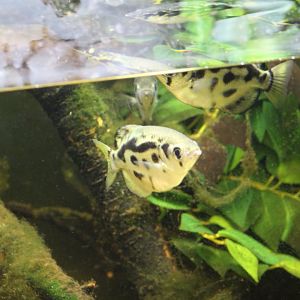Clouded Archerfish