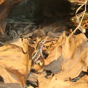 Madagascar Girdled Lizard