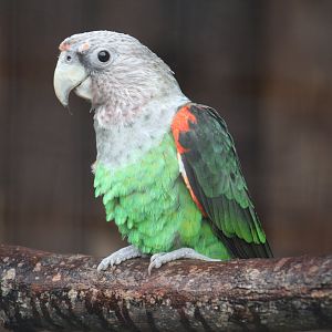 Brown-Necked Parrot