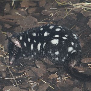 Eastern Quoll